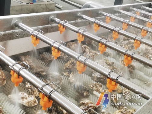 寧波人擁有專業生蠔清洗加工廠，消毒服務保障食品安全新標桿